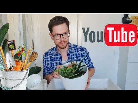 Видео: Разговорная пересадка новых сансевиерий. Новинки в коллекции. Мои наблюдения.