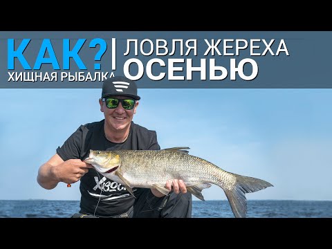 Видео: КАК? Ловля жереха осенью.