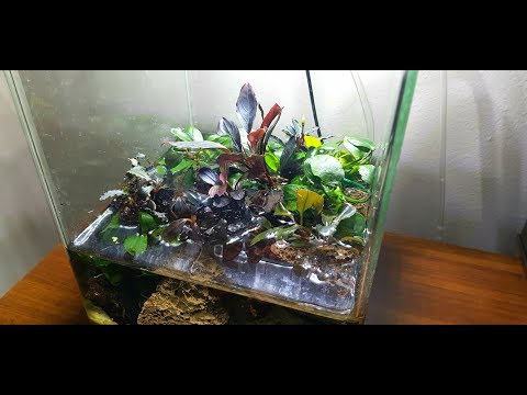 Видео: Палюдариум из буцефаландр