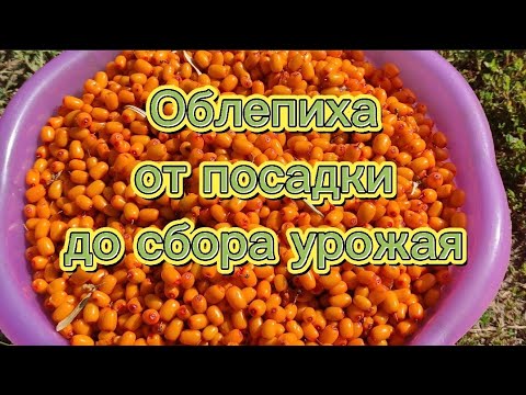 Видео: 🌿Облепиха. Вкусно, полезно, декоративно и нетрудоемко!!!От посадки до сбора урожая. 🌿