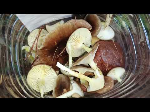 Видео: Маслята и гигрофоры