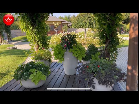 Видео: 🐿️ В Парке Галицкого Японский сад Август 2025