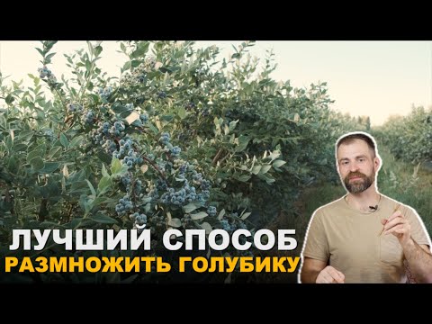 Видео: Три способа размножения голубики.