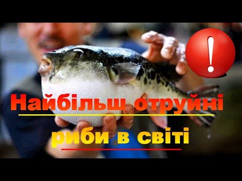 Видео: Самые ядовитые рыбы в мире