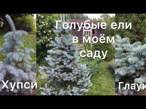 Видео: ГОЛУБЫЕ ЕЛИ В МОЁМ САДУ. Глаука, Хупси, Ель голубая