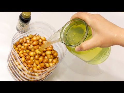 Видео: ЗАЛЕЙТЕ ЭТИМ ЛУК ПЕРЕД ПОСАДКОЙ ДЛЯ БОЛЬШОГО УРОЖАЯ! ОБРАБОТКА СЕВКА И ПОСАДКА В ГРУНТ!