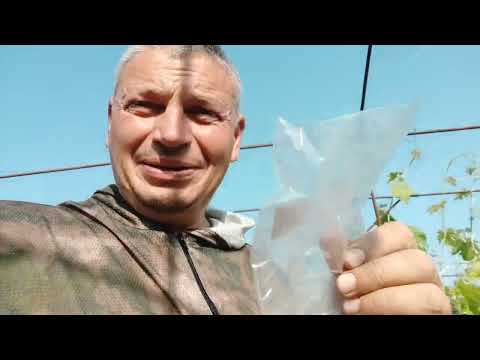 Видео: Как увеличить процент процент выживания прививок