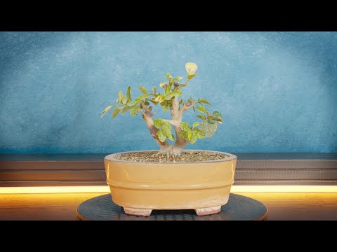 Видео: Обрезка бонсай Бирючина Лигуструм