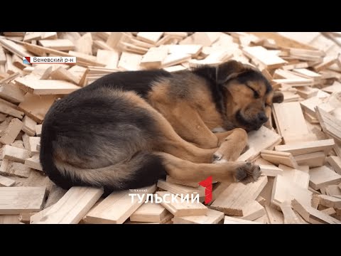 Видео: Догхантеры: как травят собак