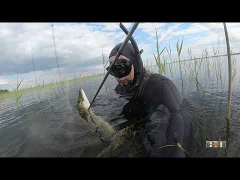Видео: 2021 №8 ДЕРЕВО И ПУЗЫРИ