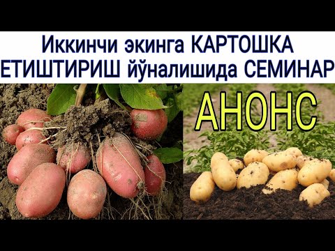 Видео: Такрорий экинга Картошка етиштириш - СЕМИНАР