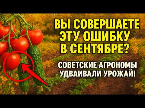 Видео: Вы совершаете ЭТУ ОШИБКУ в сентябре? ❌ Агрономы СССР так удваивали урожай!