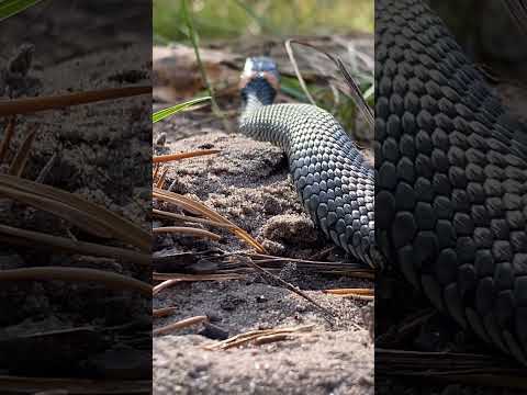 Видео: Ужик #shorts #shortsvideo