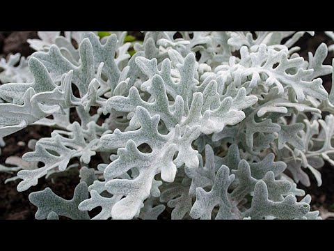 Видео: Сею Цинерарию и Львиный зев, САМЫМ ЛУЧШИМ и ПРОВЕРЕННЫМ СПОСОБОМ!