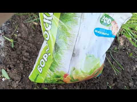 Видео: Важные подкормки для пионов и красавец Корал Сансет. #подкормкидляпионов