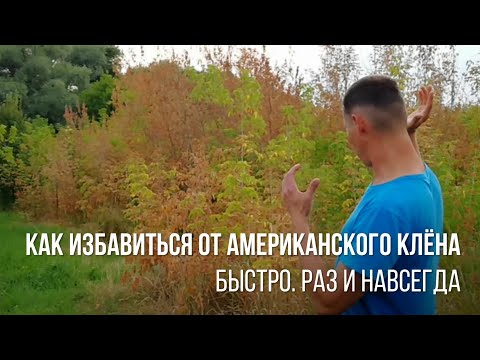 Видео: Как избавиться от клёна сорняка быстро без усилий раз и навсегда - борьба с сорняками на участке