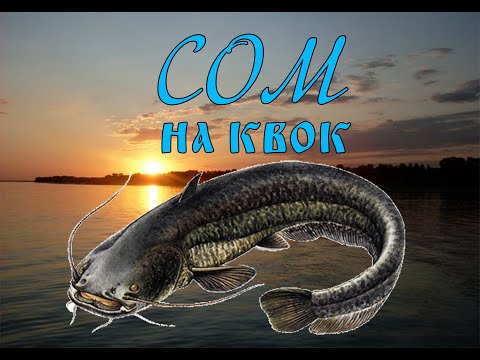 Видео: Сом на квок.Открытие сезона на Днепре