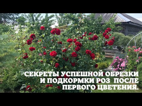 Видео: Секреты успешной обрезки и подкормки роз после первого цветения.