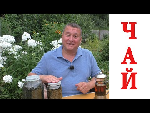 Видео: ЧАЙ из малины, вишни, смородины.  ИВАН ЧАЙ.  Заготовка, ферментация, сушка. Самый простой способ.