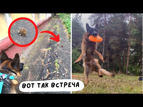 Видео: СОБАКА НАШЛА КРЫСУ? [влог] - прогулка, тренировка