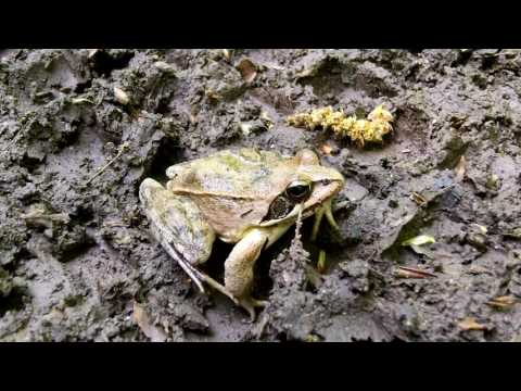 Видео: Тайнствените Непознати - Земноводните