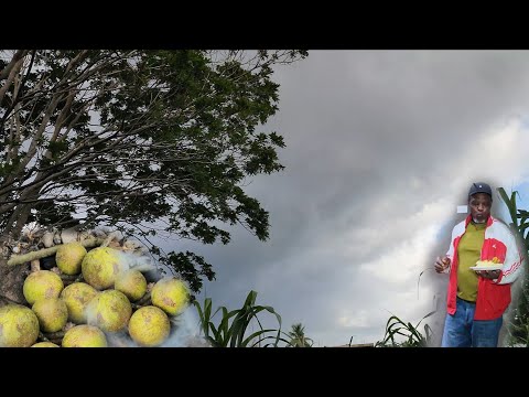 Видео: Погода: сильный ливень в Мелиссе, пока готовлю хлебное дерево и курицу карри на открытом воздухе
