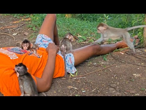 Видео: ЧТО, ЕСЛИ МЫ ВЫБРОСИМ ВСЕХ ЭТИХ ОБЕЗЬЯНОК В ЛЕСУ? 😲😨😱