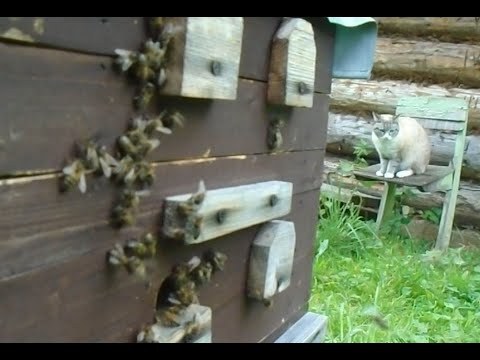 Видео: Пчелиный мёд. Ноябрь 2021г.