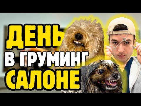 Видео: День в груминг-салоне: #шпиц-людоед//бритый #йорк//стационар