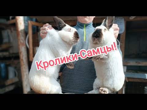 Видео: Племенные кролики! Разведение породистых кроликов! Кролиководство!