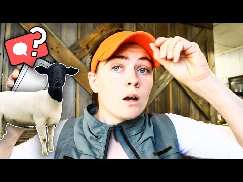 Видео: ЧЁРНЫЕ И БЕЛЫЕ ОВЕЦЫ ПОРОДЫ ДОРПЕР, дегельминтизация, бутылочная челюсть, понос // ВАШИ ВОПРОСЫ О...