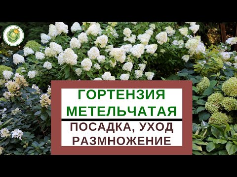 Видео: ГОРТЕНЗИЯ МЕТЕЛЬЧАТАЯ - виды, сорта, посадка, уход, обрезка  и размножение