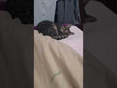 Видео: Сегодня я отдохну. 😁🤐🤑 #funny #pets #funnycats #catlover #cutecat #cat #котики #котик #кот