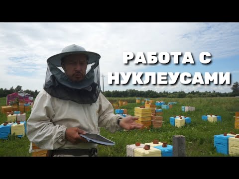 Видео: Работа с нуклеусами