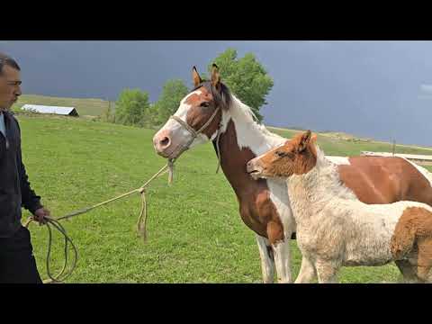 Видео: Ала бээ кулуну менен сатылат тел:+996 779 917 791