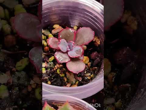 Видео: 4 часть. Эхеверии. Излишки коллекции 25 сентября 2025 г.