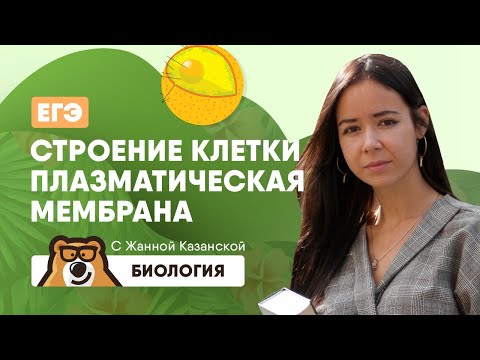 Видео: Строение клетки: плазматическая мембрана | Биология ЕГЭ | Умскул