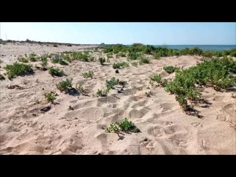 Видео: Пять часов копал на пляже, смотрим какие сокровища удалось найти!