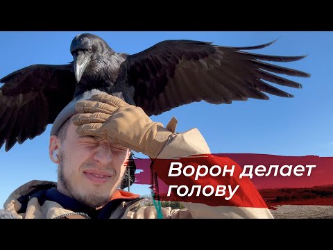 Видео: Отпускаю Гошу летать и прошу делать всякое! Распаковка посылки / пикник в лесу с вороном.