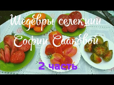 Видео: 23. ДЕГУСТАЦИЯ ТОМАТОВ от СОФИИ + Мой случайный переопылёныш. 6 августа 2025 год.