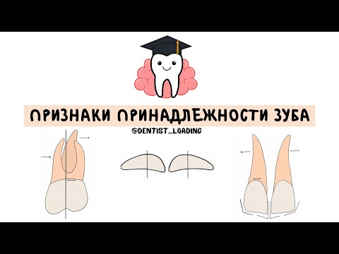 Видео: Признаки принадлежности зуба.