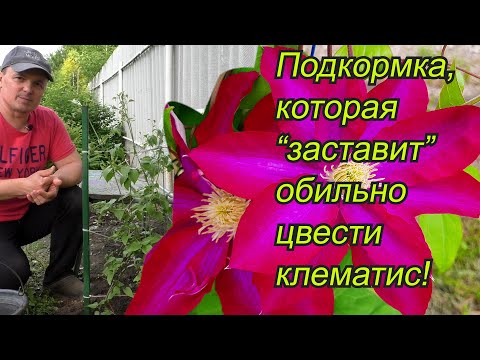 Видео: Как усыпать клематис яркими цветами. Подкормка и уход.