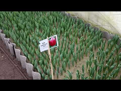 Видео: Обзор тюльпанов на 10.02.2024