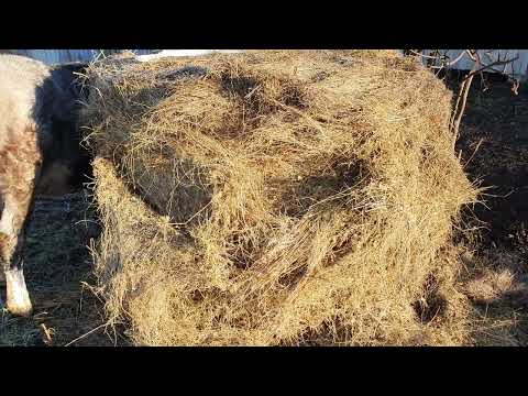 Видео: Козы у вольного сена
