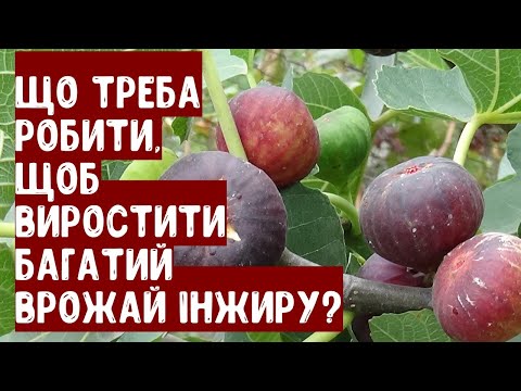 Видео: Що важливо робити, щоб виростити багатий врожай інжиру в саду