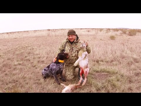 Видео: Открытие охоты на зайца. Взяли норму не успев ноги размять! Охота с дратхааром по чернотропу.