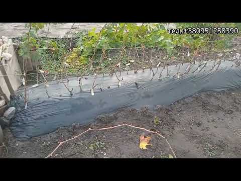 Видео: Викопка саджанців винограду.  #виноград  #саджанці  #сад 