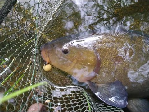 Видео: 2 ПРОСТЫХ способа ЗАКОНСЕРВИРОВАТЬ горох для рыбалки. КАК не остаться на рыбалке без насадки