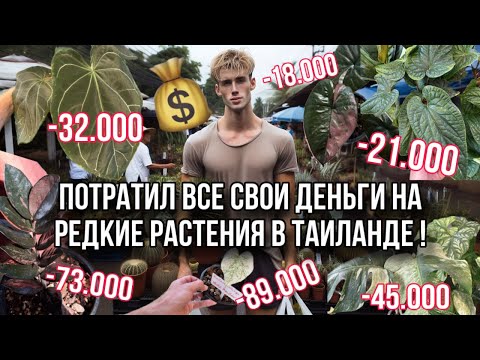 Видео: КУПИЛ ОЧЕНЬ ДОРОГИЕ И РЕДКИЕ РАСТЕНИЯ НА WEEKEND FLOWER MARKET В ТАИЛАНДЕ, ПАТТАЙЯ 😱💸🍃
