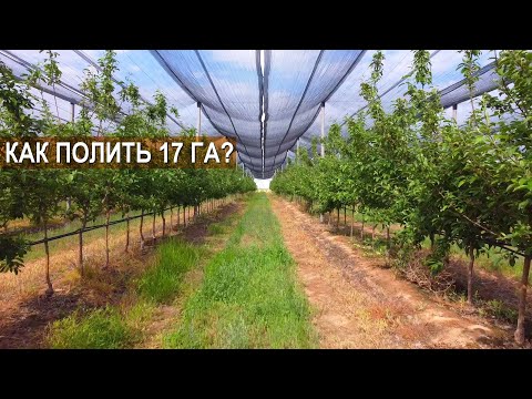 Видео: Как полить 17 Га яблоневого сада? Организация полива, капельное орошение. КХ Гани Атемова